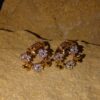 Daisy Crown Hoop Studs